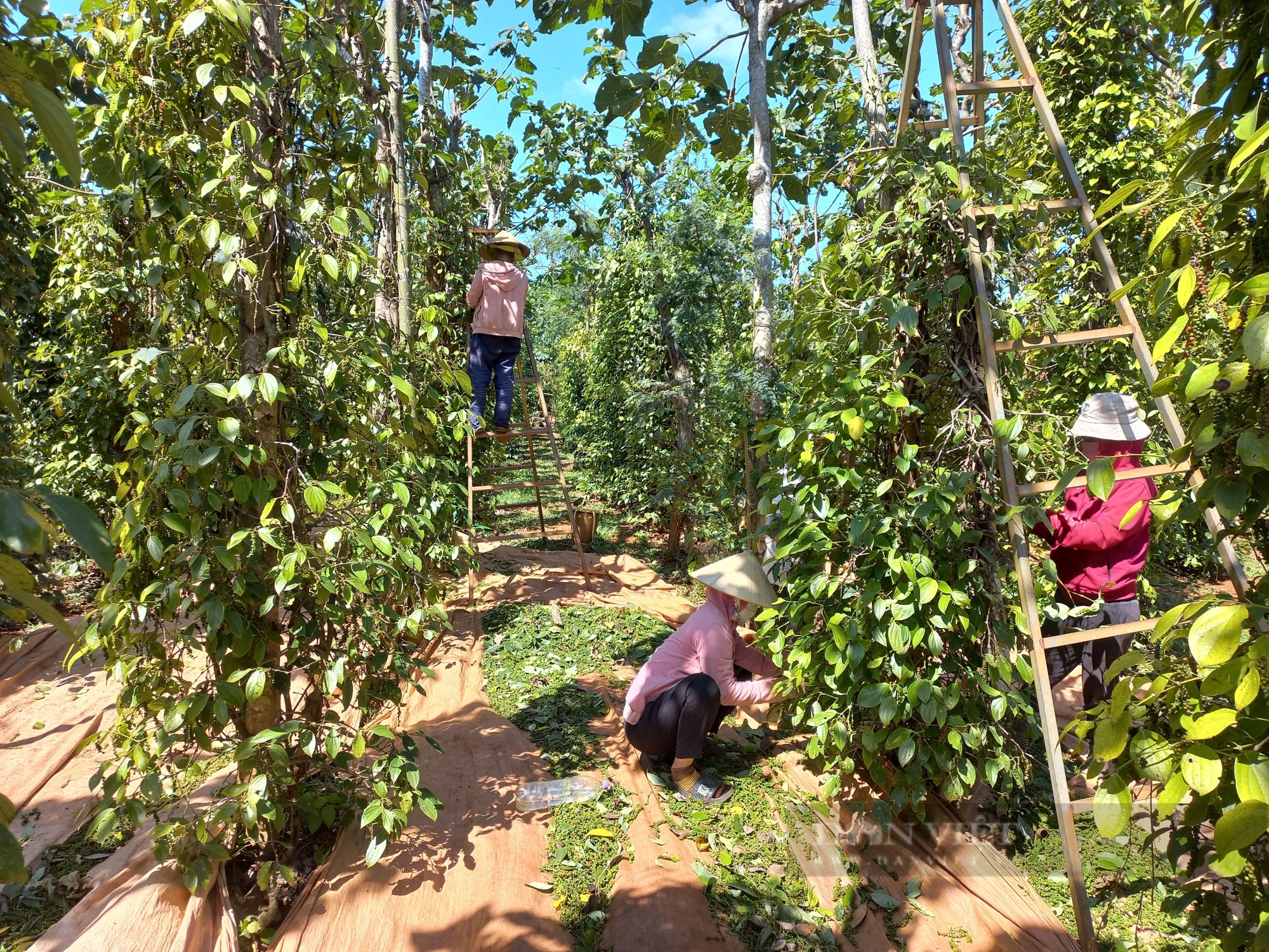 Nhà vườn Gia Lai chạy đôn chạy đáo tìm nhân công thu hoạch tiêu- Ảnh 1.