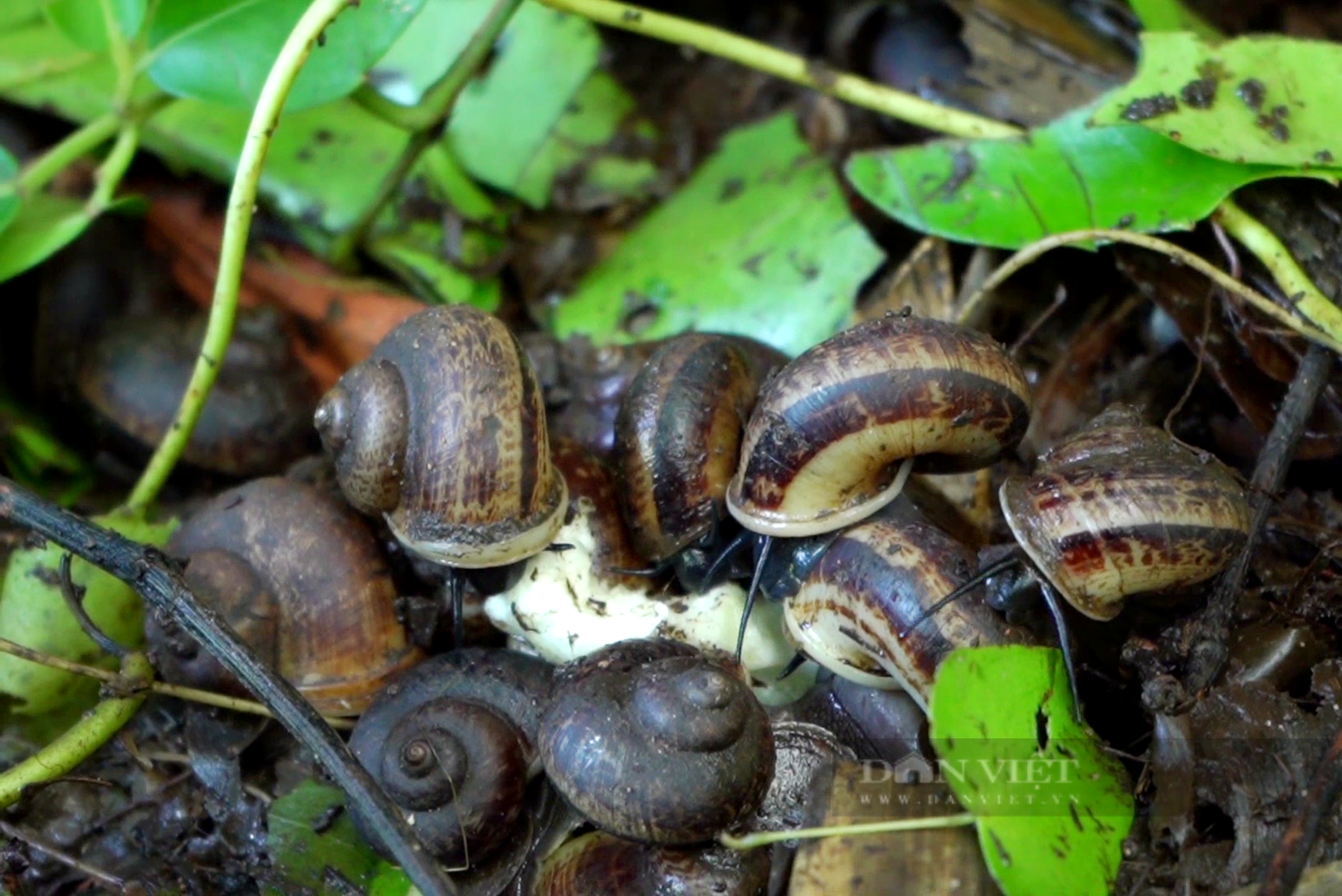 Nuôi loài ốc đặc sản thơm mùi thuốc Nam, bán giá 400.000 đồng/kg, anh nông dân Tây Ninh hốt bạc - Ảnh 3.