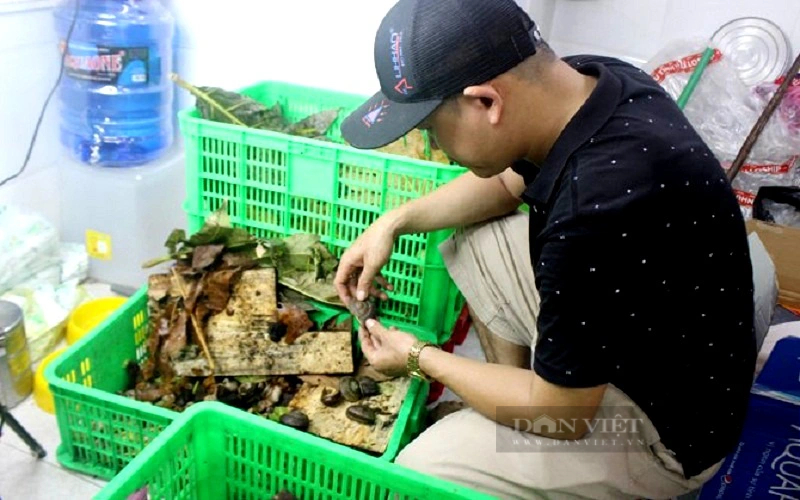 Nuôi loài ốc đặc sản thơm mùi thuốc Nam, bán giá 400.000 đồng/kg, anh nông dân Tây Ninh hốt bạc - Ảnh 5.