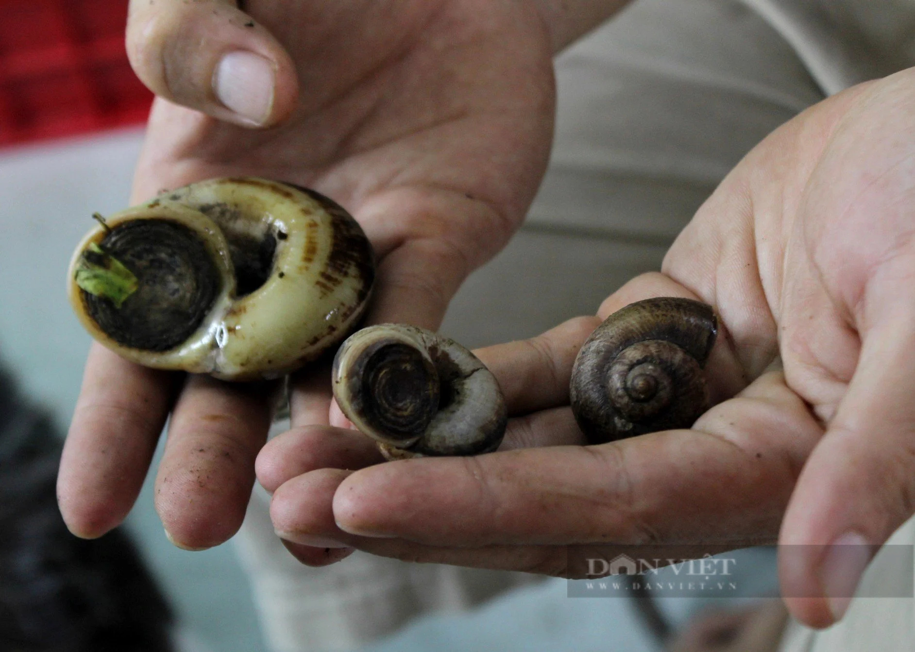 Nuôi loài ốc đặc sản thơm mùi thuốc Nam, bán giá 400.000 đồng/kg, anh nông dân Tây Ninh hốt bạc - Ảnh 7.