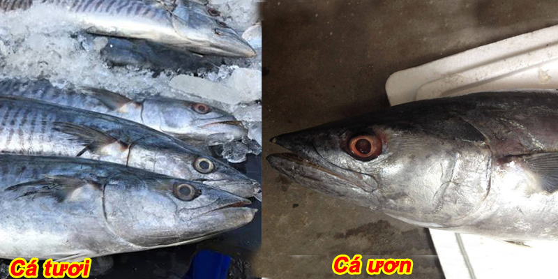 Một loài cá bình dân chứa nhiều omega-3 hơn cá hồi, người Nhật cực thích, có sẵn ở Việt Nam- Ảnh 10.