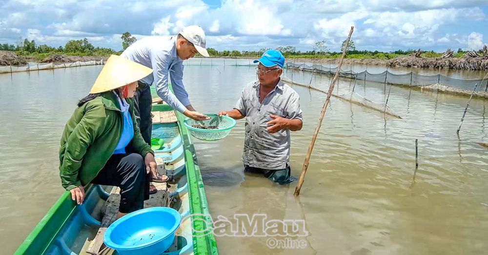 Nuôi chơi chơi một con vật trong ao tôm, chả phải cho ăn, nông dân Cà Mau bắt lên bán 120.000 đồng/kg- Ảnh 3.