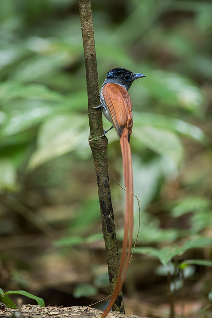 Một khu rừng rậm của Đồng Nai vô số chim hoang dã lạ, dân tình sắm "máy khủng" vô rình chụp hình- Ảnh 12.