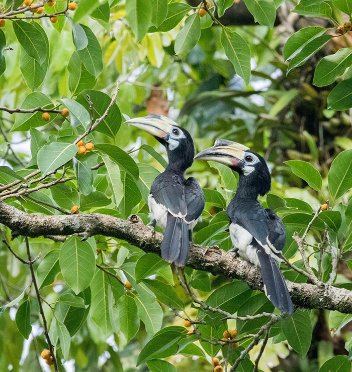 Một khu rừng rậm của Đồng Nai vô số chim hoang dã lạ, dân tình sắm "máy khủng" vô rình chụp hình- Ảnh 7.
