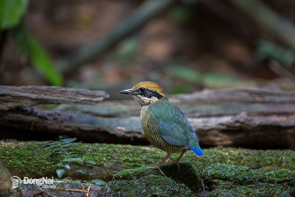 Một khu rừng rậm của Đồng Nai vô số chim hoang dã lạ, dân tình sắm "máy khủng" vô rình chụp hình- Ảnh 8.
