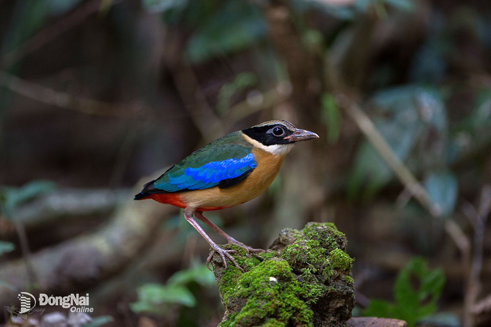 Một khu rừng rậm của Đồng Nai vô số chim hoang dã lạ, dân tình sắm "máy khủng" vô rình chụp hình- Ảnh 9.