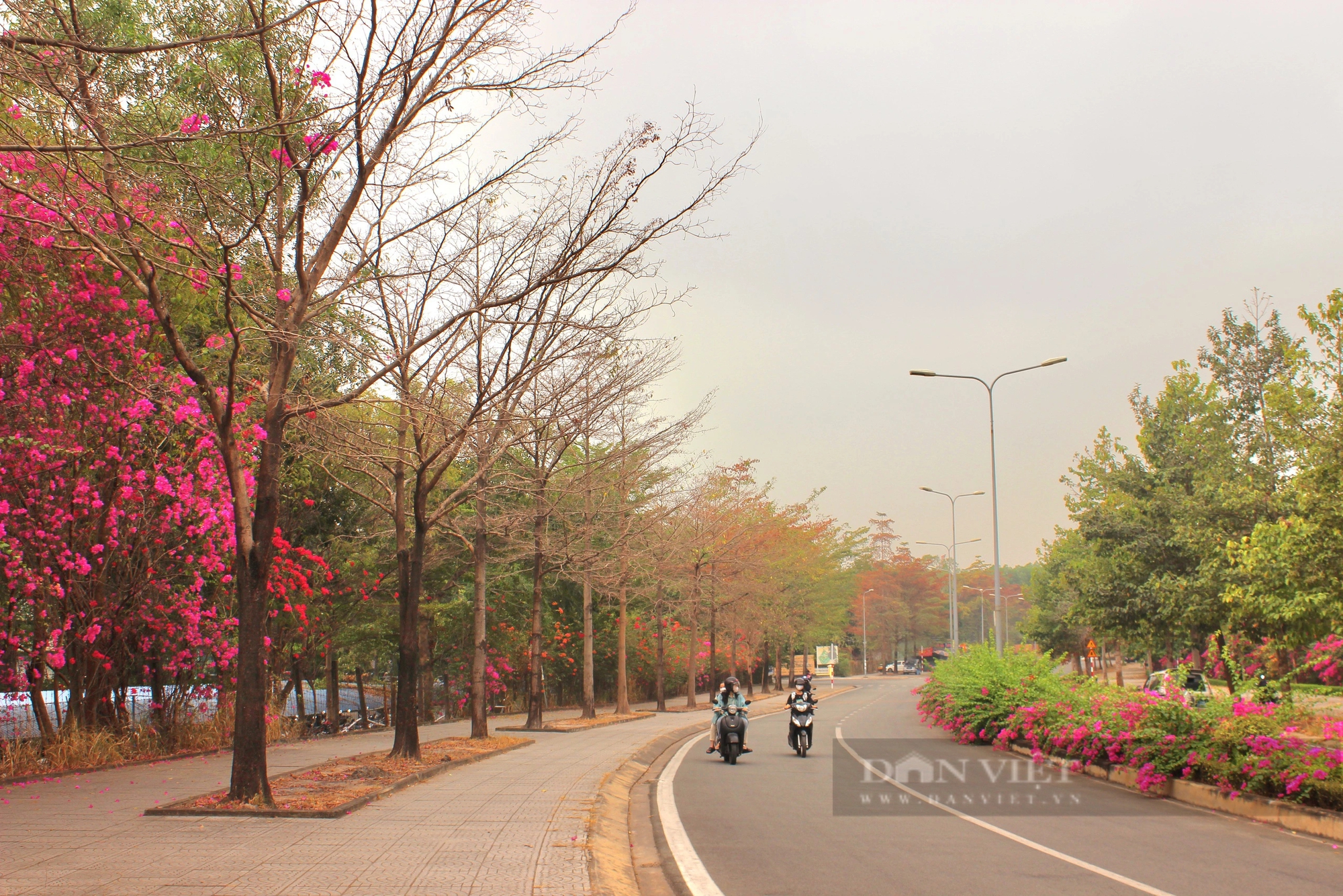 Một con đường hoa giấy đẹp như phim ở khu đô thị ĐH Quốc gia TP HCM- Ảnh 1.