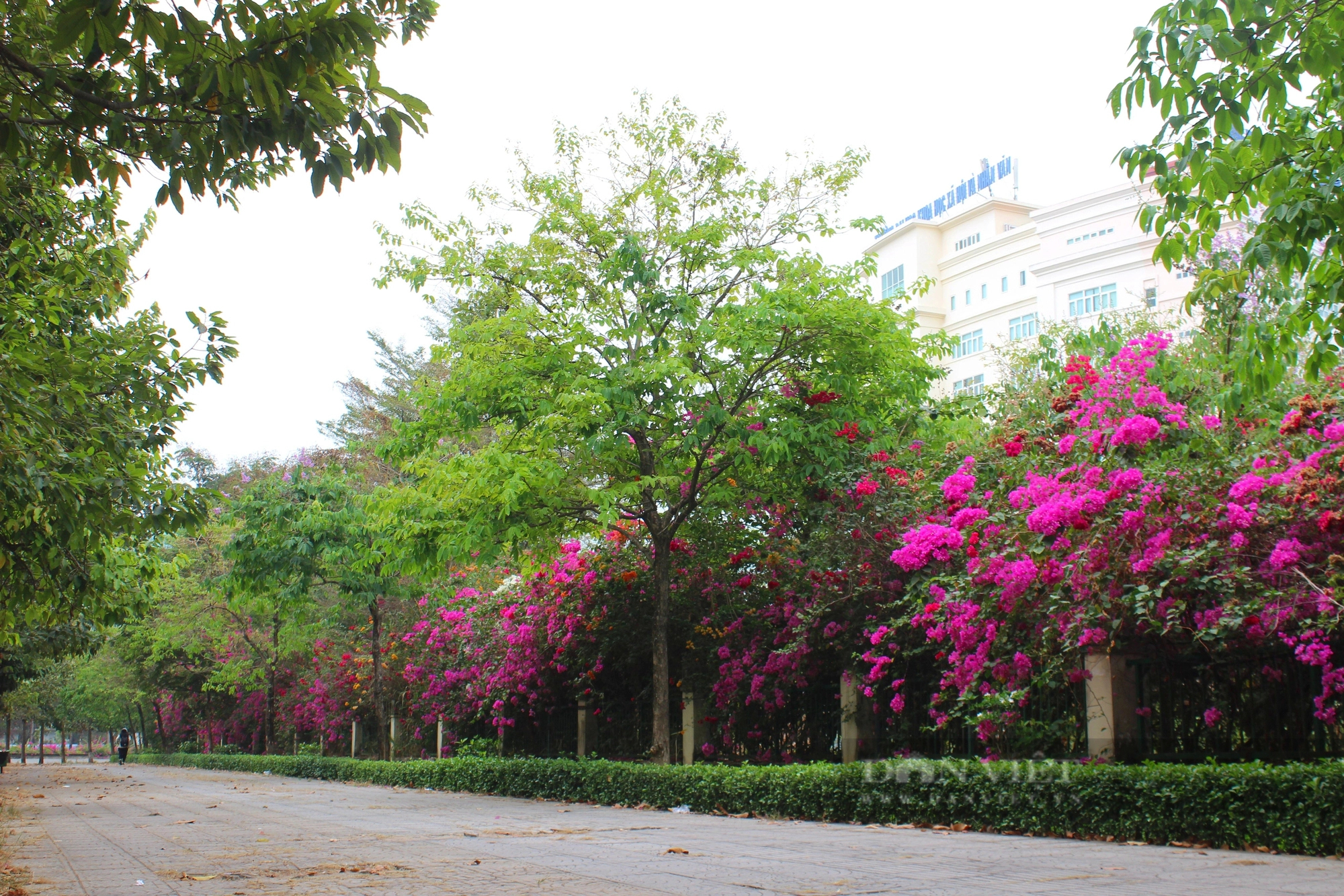 Một con đường hoa giấy đẹp như phim ở khu đô thị ĐH Quốc gia TP HCM- Ảnh 2.