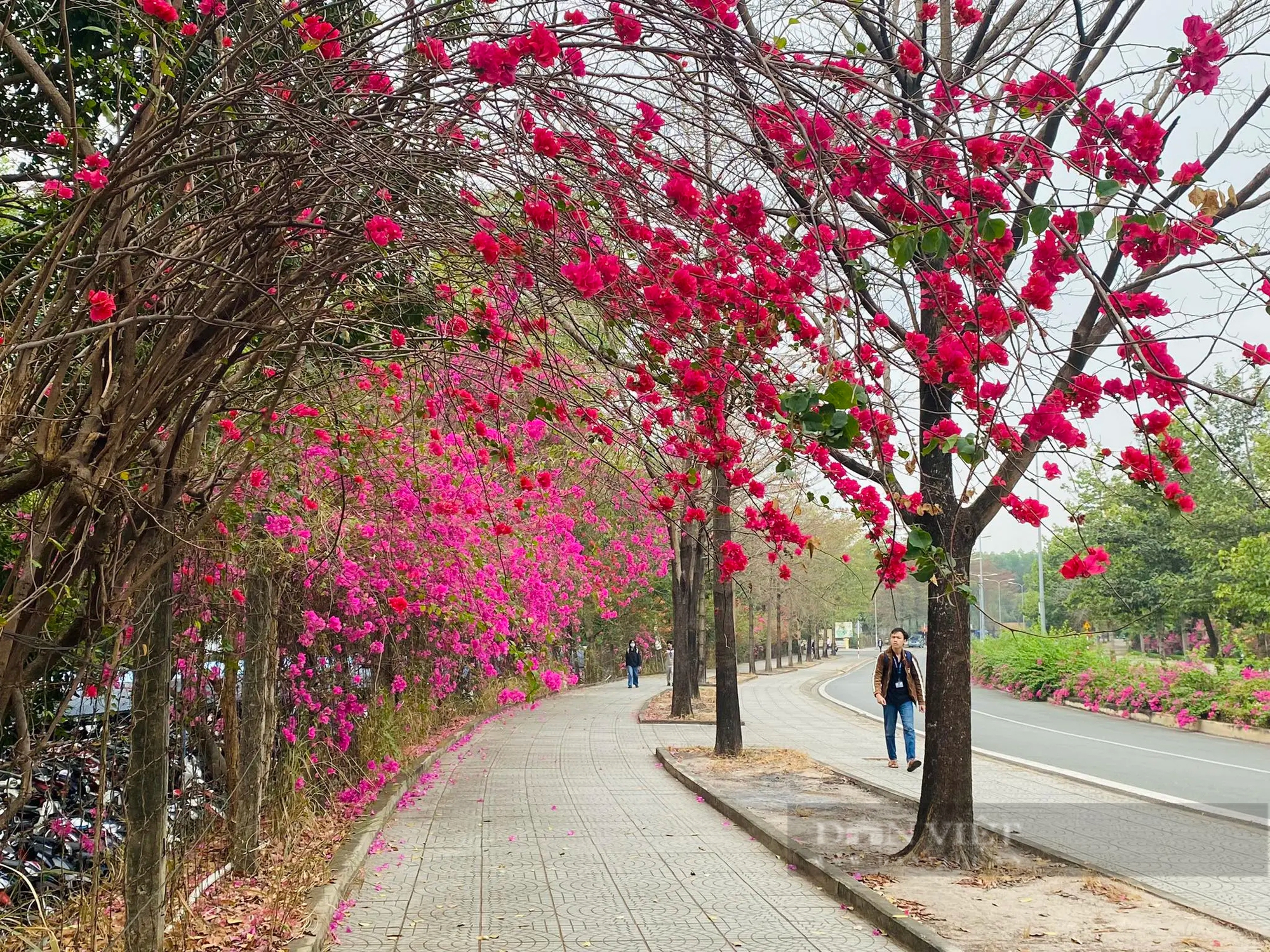 Một con đường hoa giấy đẹp như phim ở khu đô thị ĐH Quốc gia TP HCM- Ảnh 3.