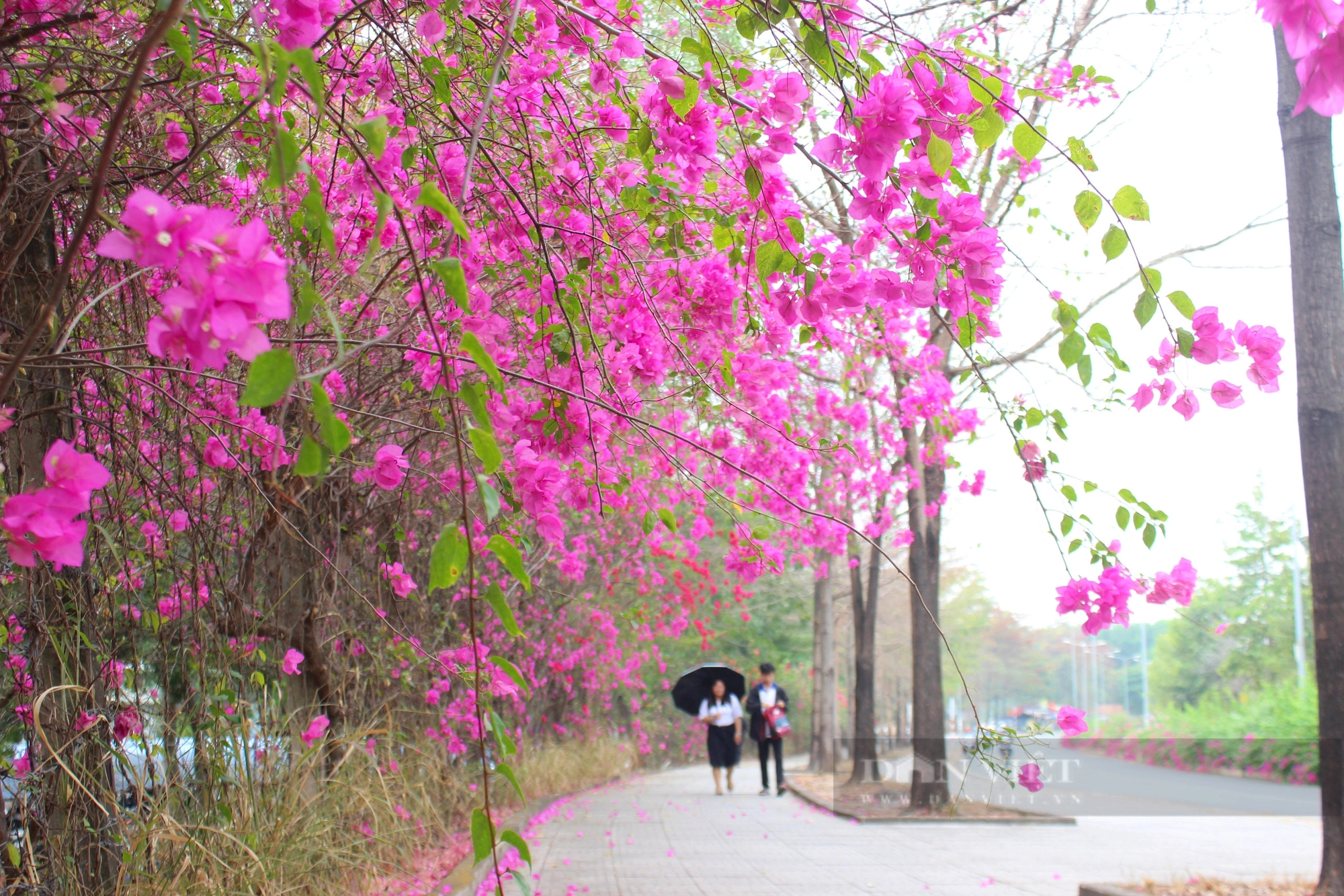 Một con đường hoa giấy đẹp như phim ở khu đô thị ĐH Quốc gia TP HCM- Ảnh 10.