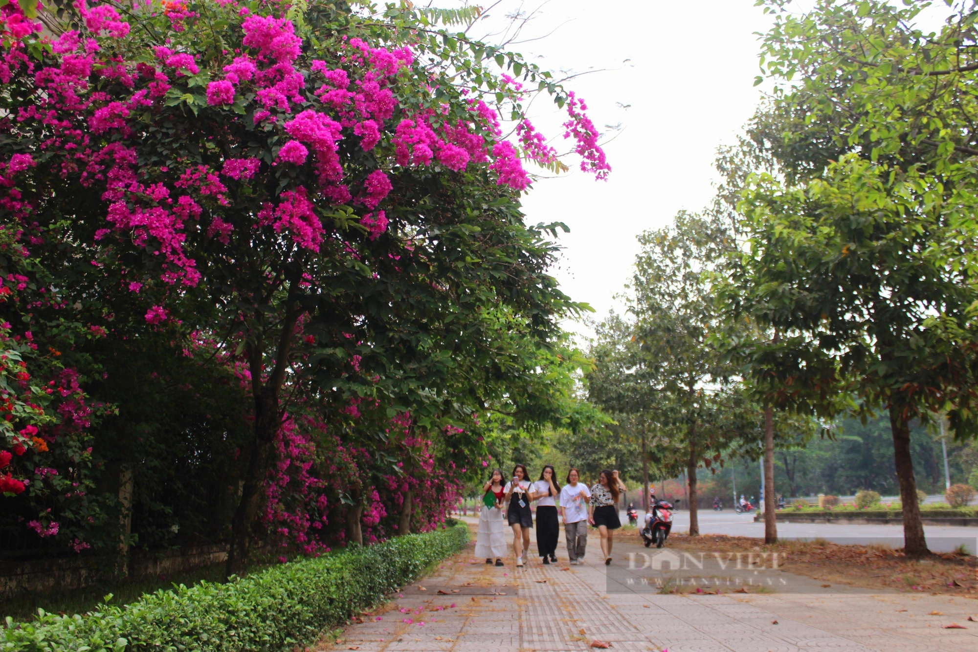 Một con đường hoa giấy đẹp như phim ở khu đô thị ĐH Quốc gia TP HCM- Ảnh 14.