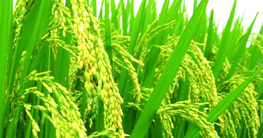 Công ty chiếm 90% thị phần gạo ở Úc sẽ mở rộng đầu tư tại Việt Nam- Ảnh 2.