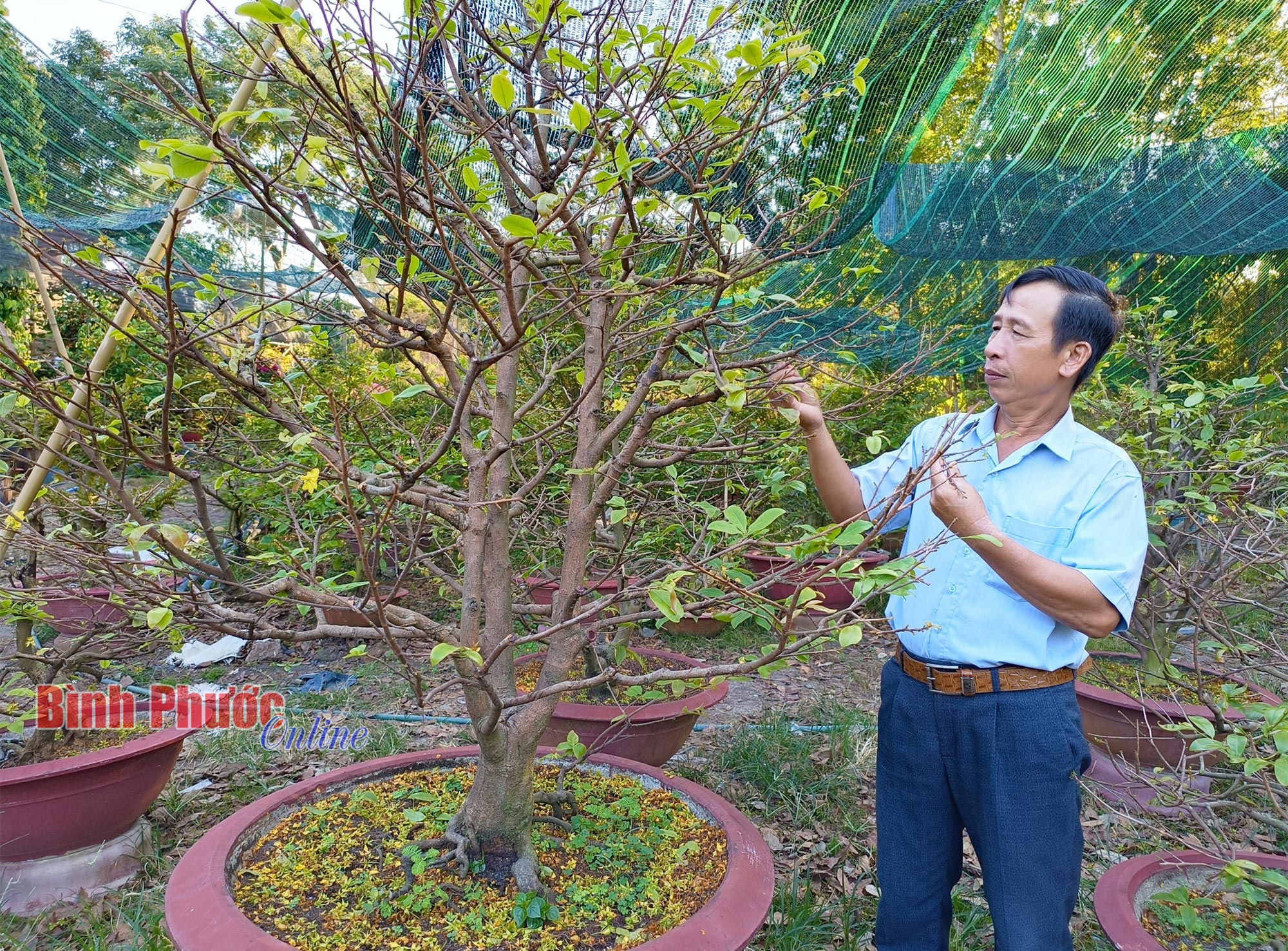 Sau Tết, ở Bình Phước là thời điểm vào mùa của nghề trồng cây cảnh đang hot, thu nhập tốt- Ảnh 1.