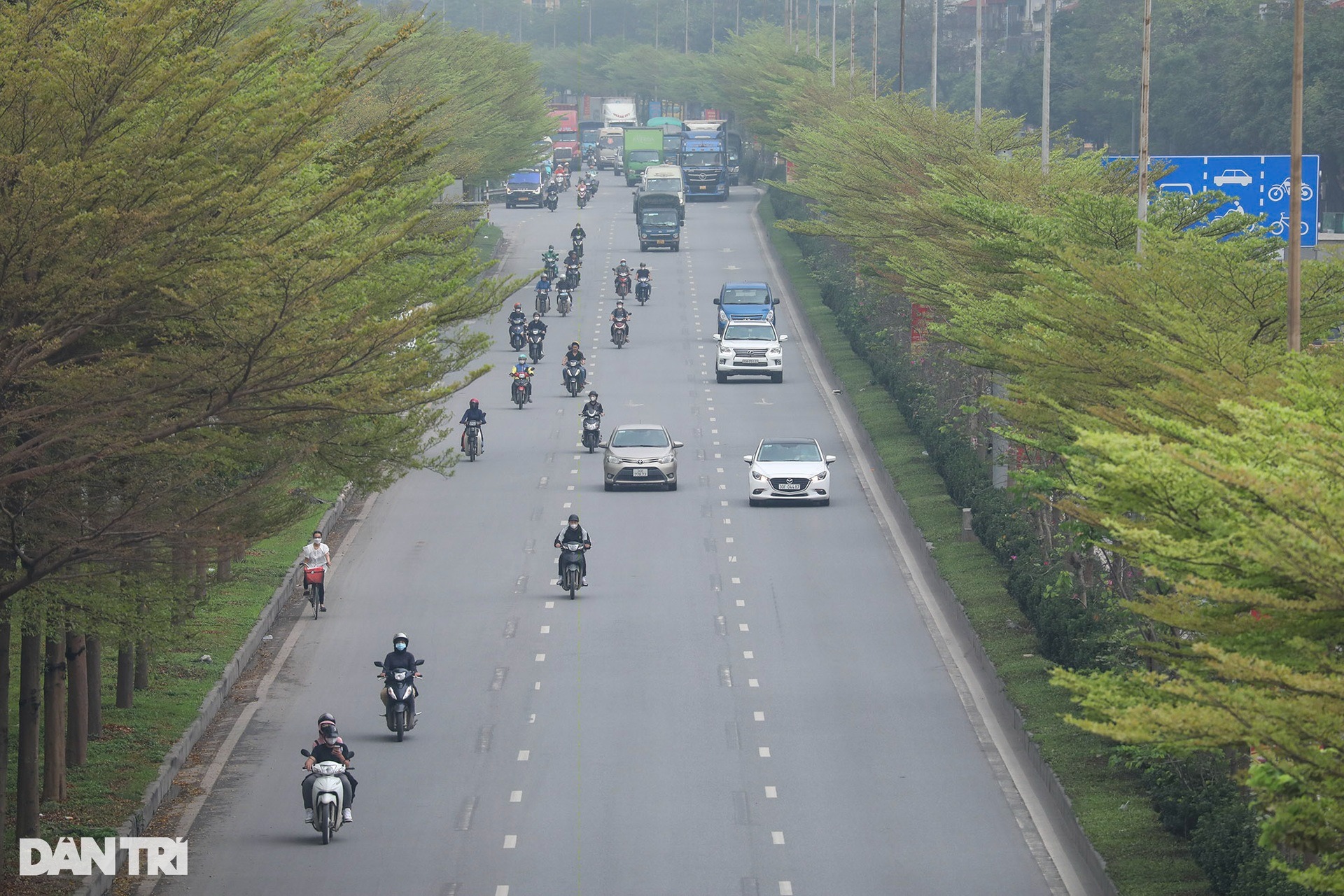 Cây bàng lá nhỏ tạo cảnh quan tuyệt đẹp, đâm chồi non xanh mướt khắp Thủ đô- Ảnh 3.