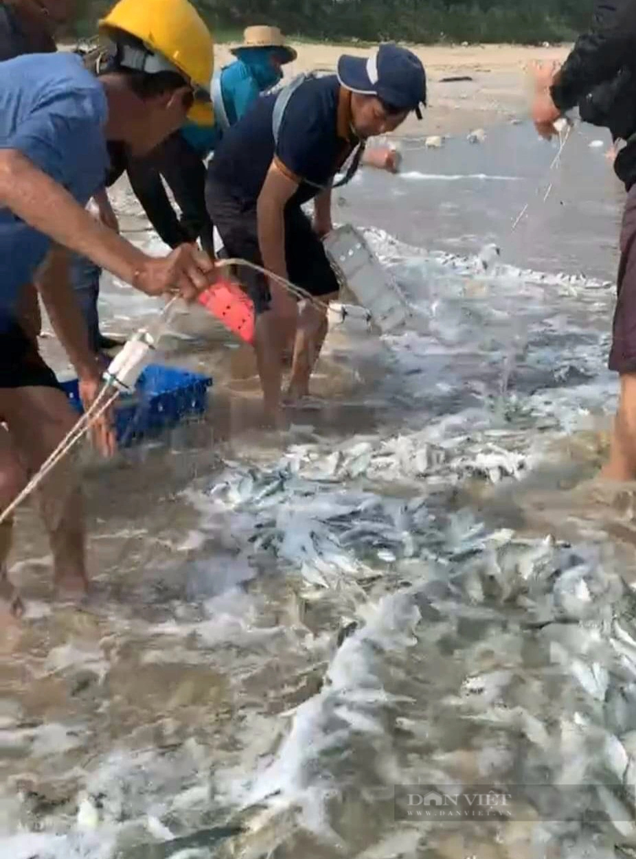 Một vùng biển ở Quảng Bình, dân kéo lưới men bờ mà dính đầy thứ cá giàu Kẽm, giàu chất béo bão hòa- Ảnh 2.