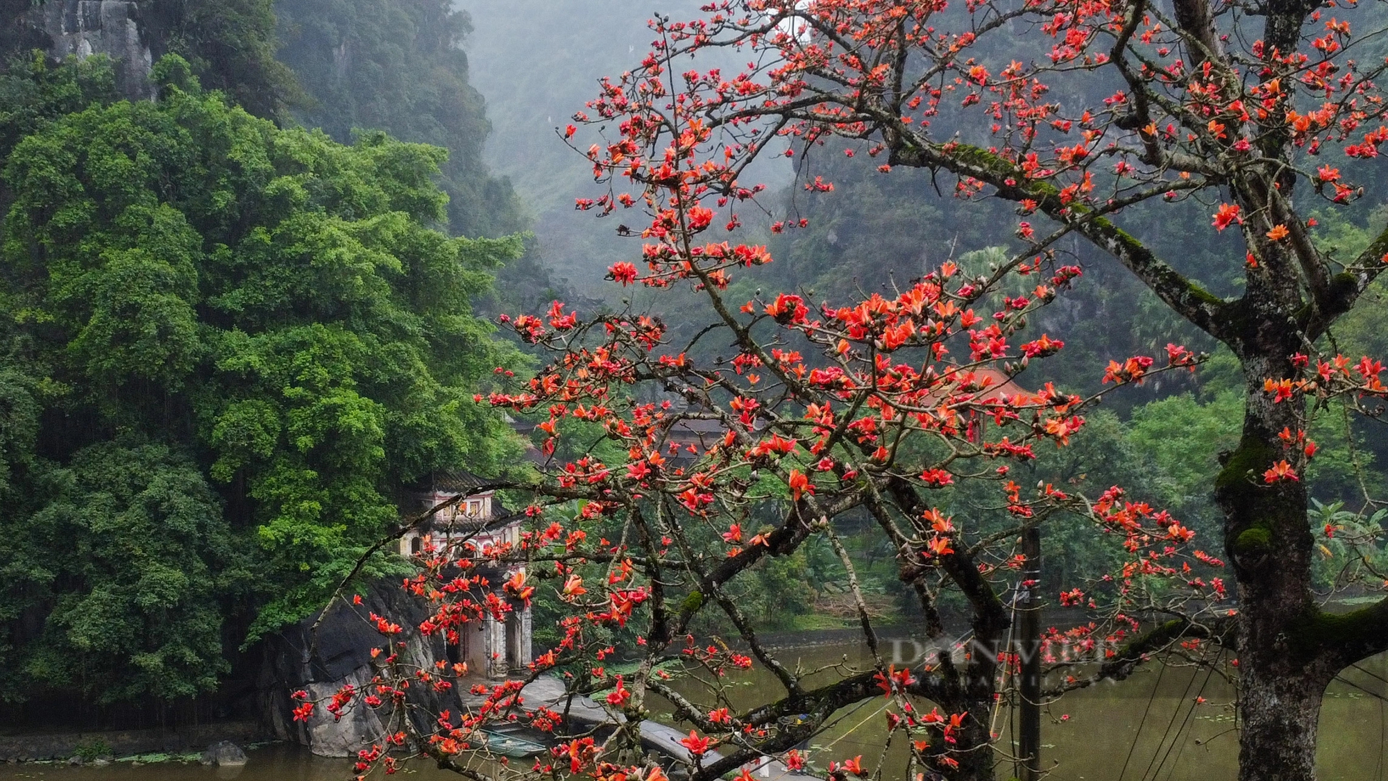 Chiêm ngưỡng sắc đỏ của cây hoa gạo trăm tuổi "đẹp nhất" Ninh Bình- Ảnh 3.