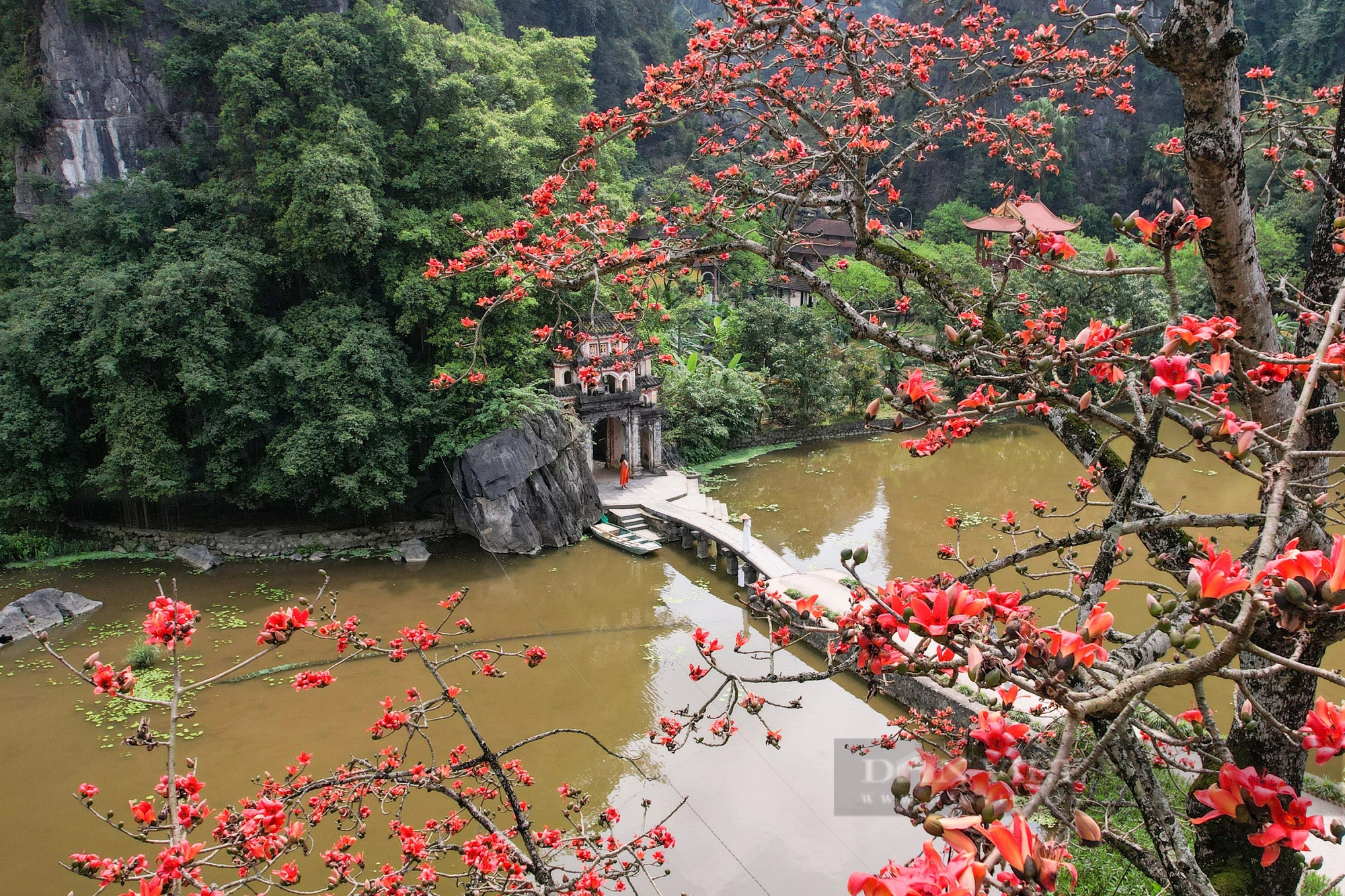 Chiêm ngưỡng sắc đỏ của cây hoa gạo trăm tuổi "đẹp nhất" Ninh Bình- Ảnh 4.