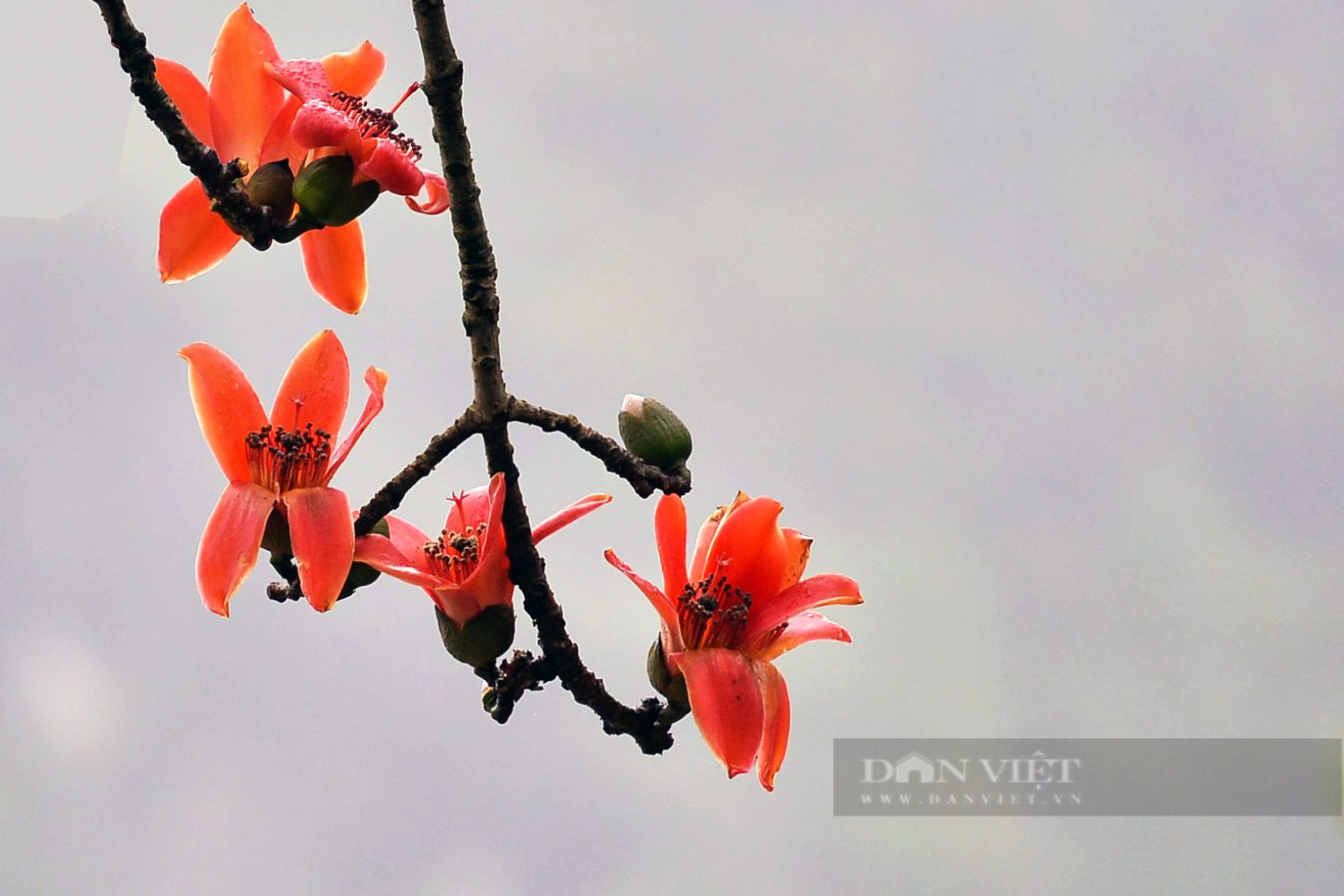 Chiêm ngưỡng sắc đỏ của cây hoa gạo trăm tuổi "đẹp nhất" Ninh Bình- Ảnh 8.
