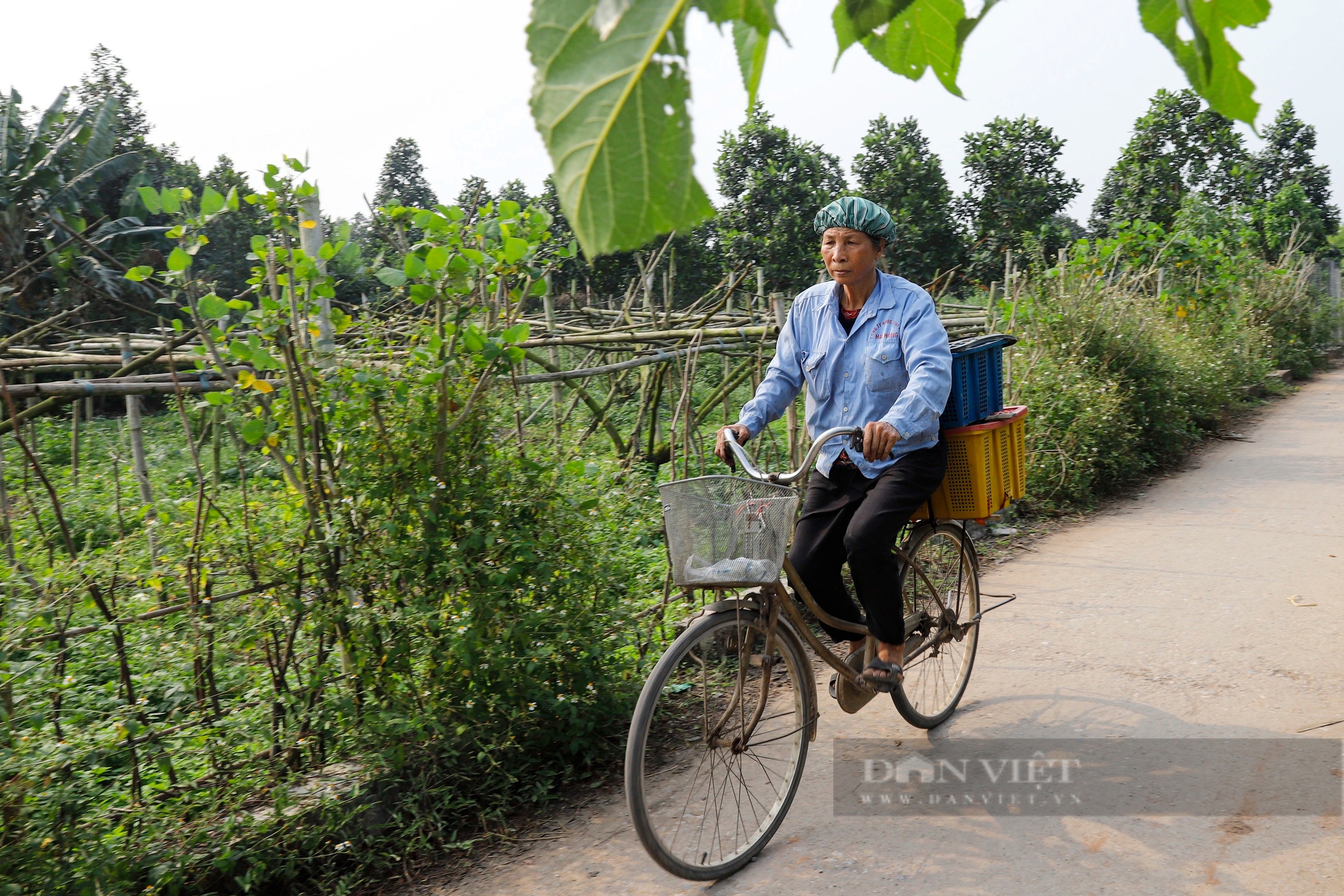 Dâu tằm chín trĩu cành, nông dân ngoại thành Hà Nội hối hả thu hoạch xuyên trưa để kịp giao cho thương lái- Ảnh 10.