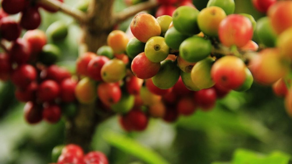 Nghịch lý giá cà phê hơn 100.000 đồng/kg nhưng có doanh nghiệp lỗ nặng - Ảnh 5.