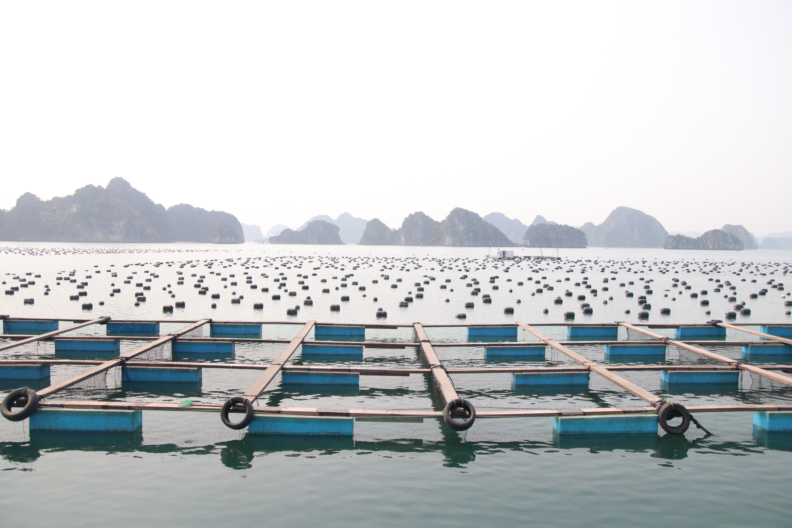 Bí thư Tỉnh ủy Quảng Ninh: Tỉnh luôn sẵn sàng, tạo mọi điều kiện thuận lợi nhất cho các nhà đầu tư nuôi biển- Ảnh 3.