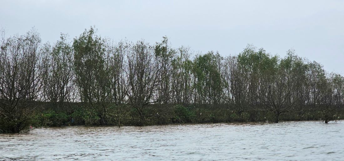 Ở Thái Bình có một khu rừng nổi tiếng, cảnh 2 bên bờ sông Hồng đẹp mê tơi, vô số chim Sách Đỏ- Ảnh 3.