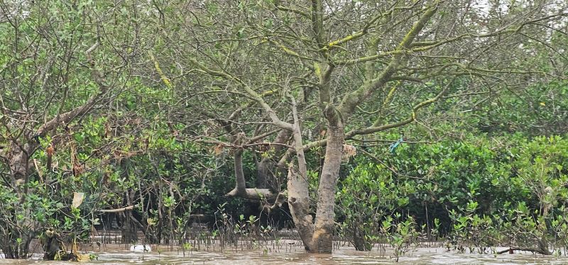 Ở Thái Bình có một khu rừng nổi tiếng, cảnh 2 bên bờ sông Hồng đẹp mê tơi, vô số chim Sách Đỏ- Ảnh 5.