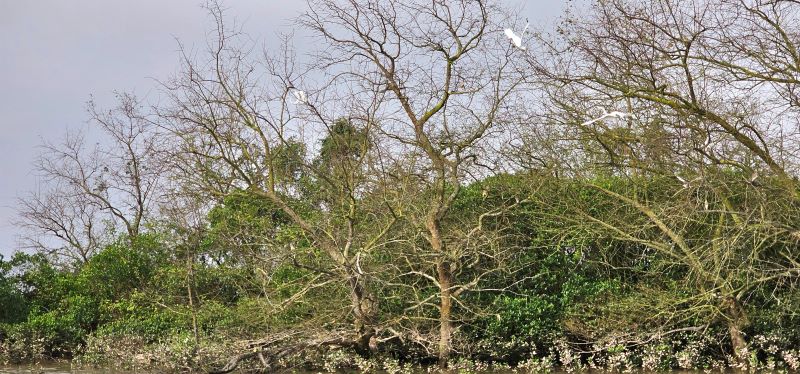 Ở Thái Bình có một khu rừng nổi tiếng, cảnh 2 bên bờ sông Hồng đẹp mê tơi, vô số chim Sách Đỏ- Ảnh 6.