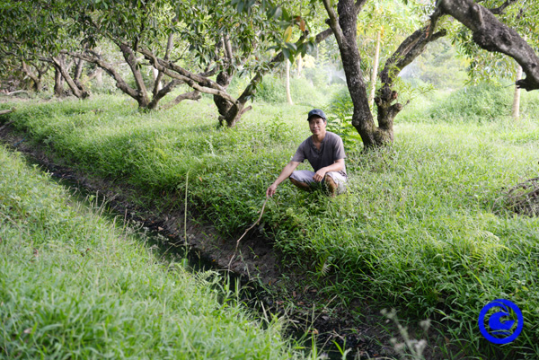 Ở một xã của Tiền Giang, nông dân đang bơm chuyền nước kiểu gì để "làm mát" 817ha cây ăn trái?- Ảnh 2.