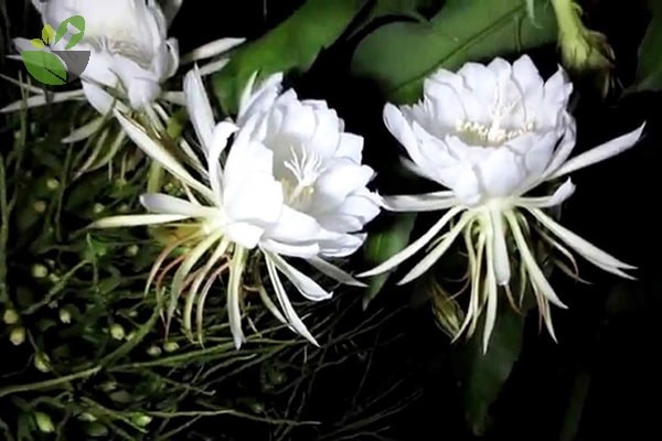 Ít ai ngờ loại hoa trắng ngần chỉ nở về đêm lại vừa là vị thuốc quý vừa chế biến nhiều đặc sản bổ dưỡng- Ảnh 1.