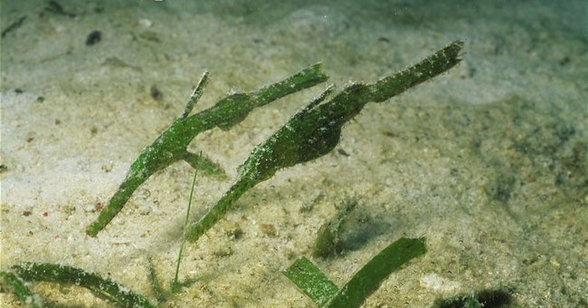Loài cá "tàng hình" hiếm hơn vàng, cực kỳ chung thủy ở Việt Nam- Ảnh 8.