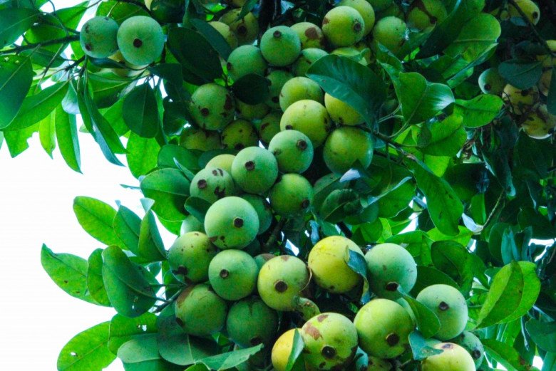 Nổi tiếng ở Phú Thọ: Loại quả xưa chín rụng không ai ngó ngàng, giờ thành món đặc sản mùa hè được ưa chuộng- Ảnh 1.