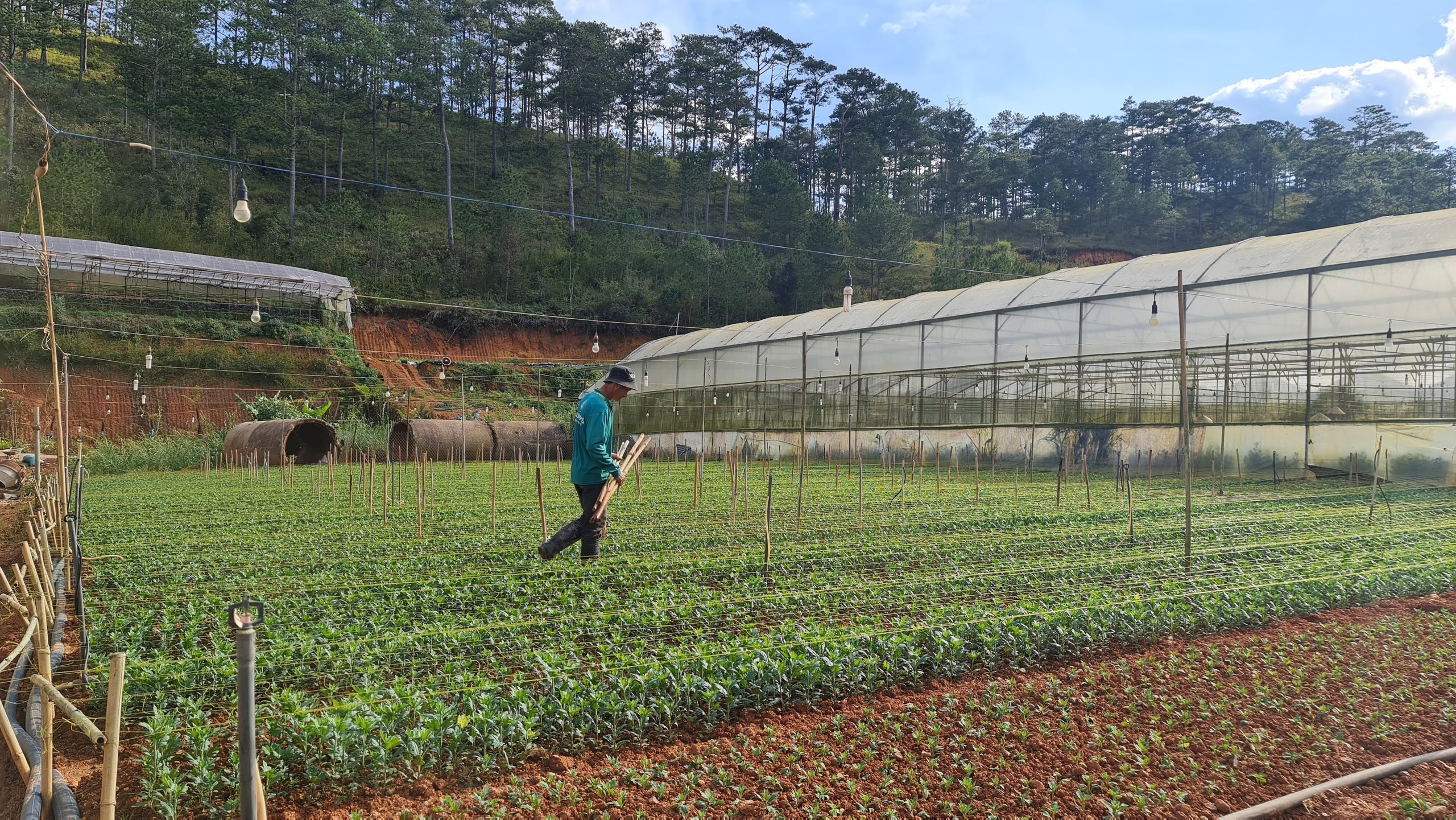 Tại sao nông dân ở Lâm Đồng chưa muốn vay vốn tháo dỡ nhà kính chuyển sang trồng ngoài trời?- Ảnh 3.