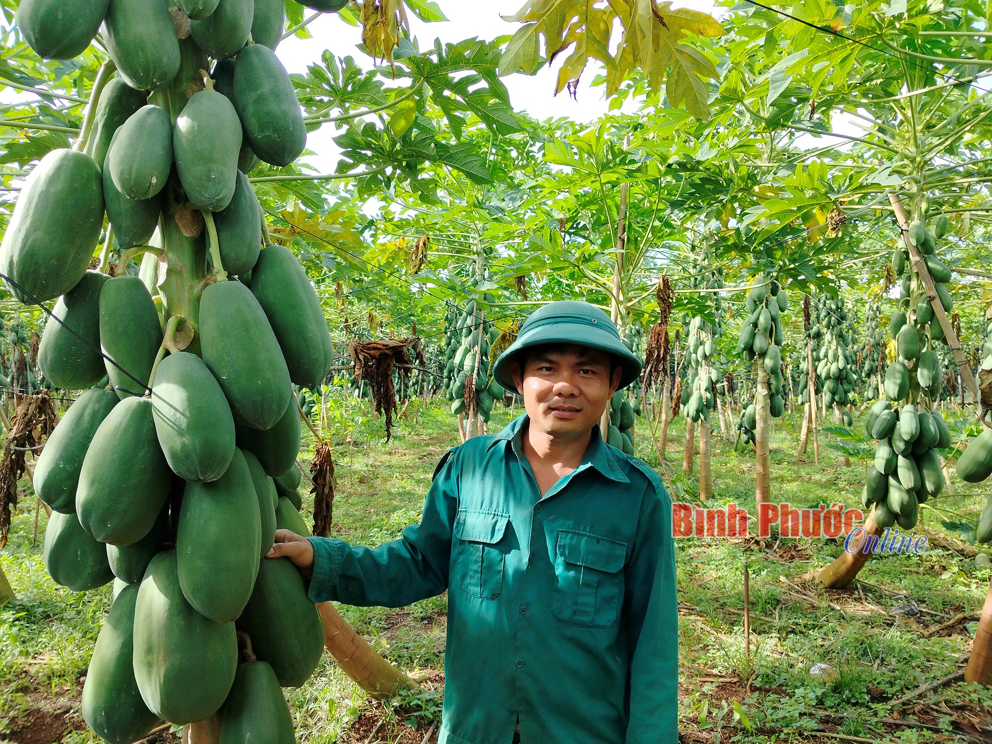 Thứ quả xanh "đeo cây" la liệt, vườn đẹp như phim, anh nông dân Bình Phước cắt bán lãi 700 triệu- Ảnh 2.