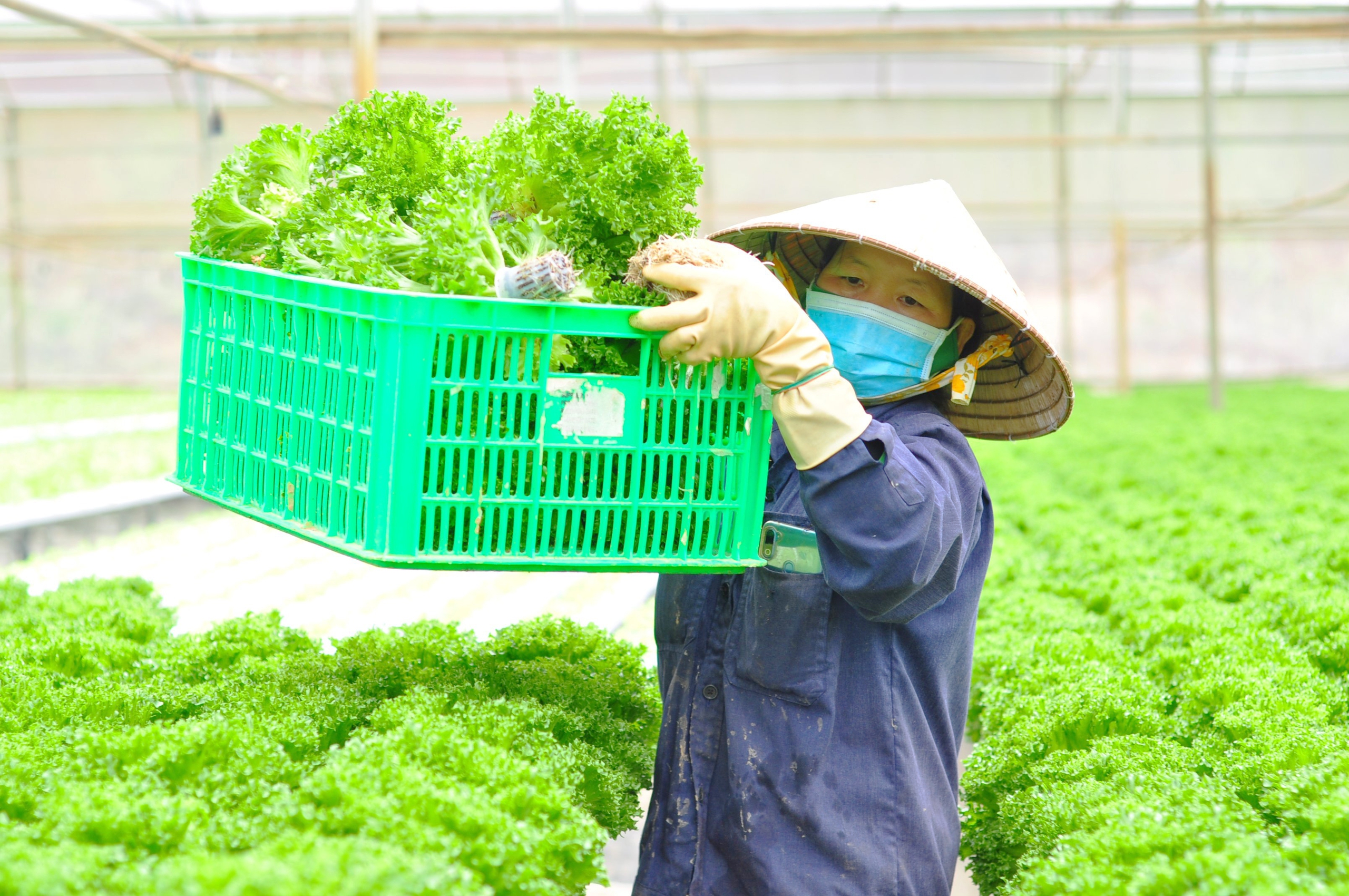 So với thế giới, diện tích sản xuất nông nghiệp hữu cơ tại Việt Nam còn rất thấp- Ảnh 4.
