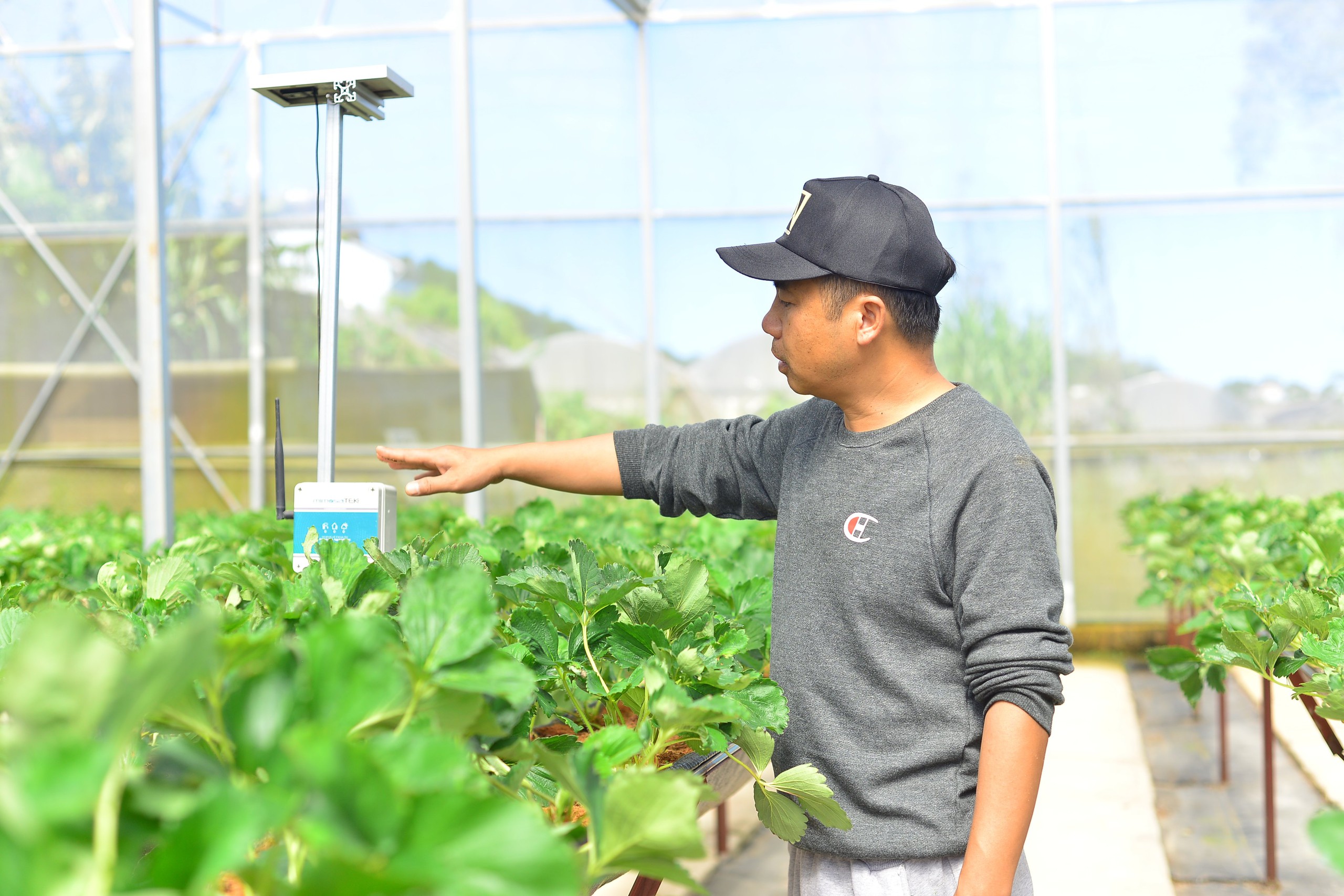 Doanh nghiệp sản xuất nông nghiệp ứng dụng công nghệ số ở Việt Nam mới chỉ đạt 3,8%, vì sao vậy?- Ảnh 2.