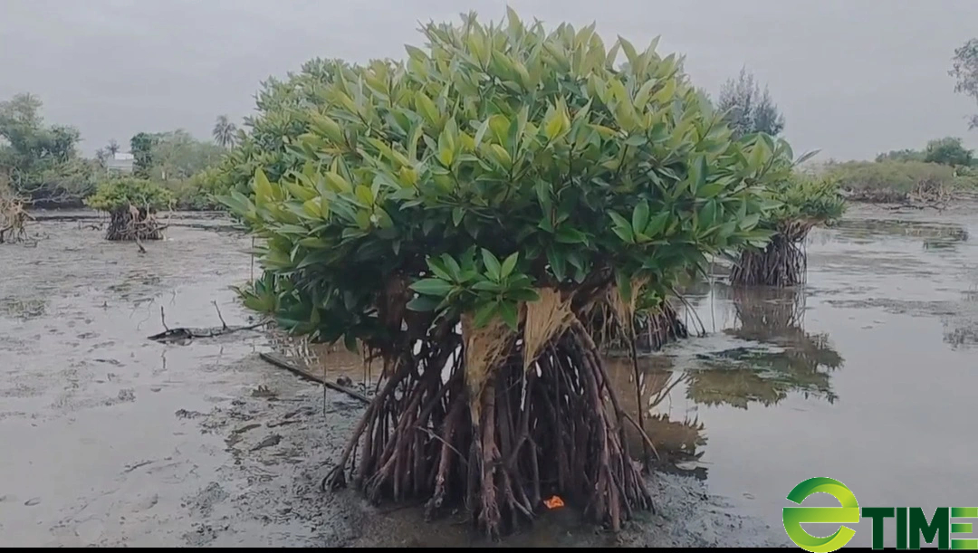 Vụ “cứu” rừng ngập mặn bị chết ở Quảng Nam: Cần bảo vệ môi trường để giảm bớt khả năng gây ô nhiễm đất- Ảnh 1.