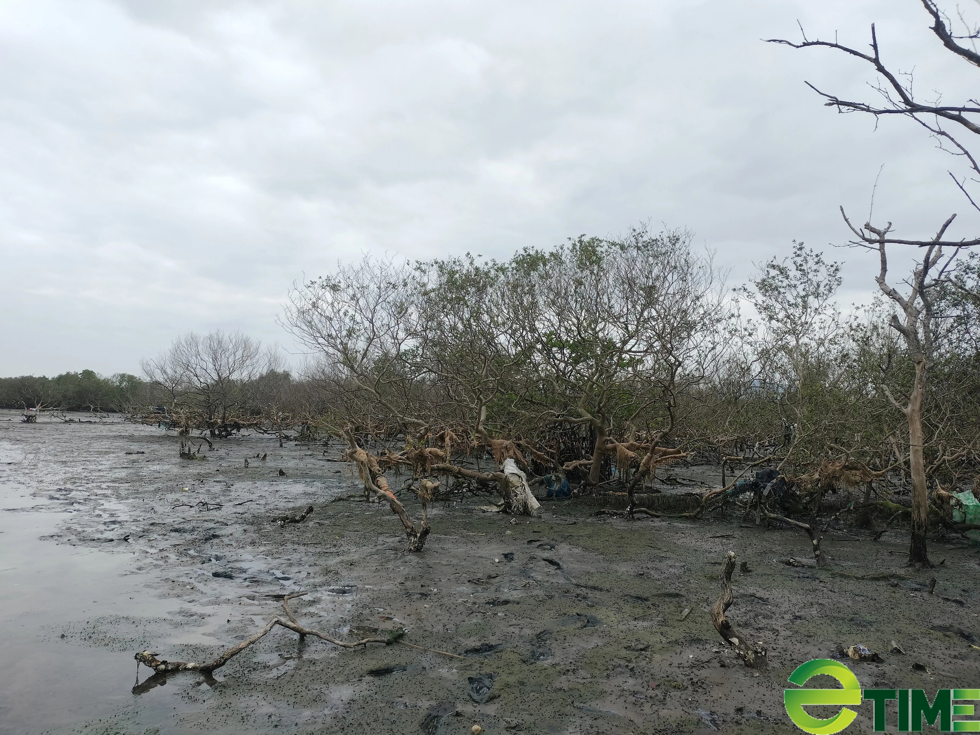 Vụ “cứu” rừng ngập mặn bị chết ở Quảng Nam: Cần bảo vệ môi trường để giảm bớt khả năng gây ô nhiễm đất- Ảnh 2.