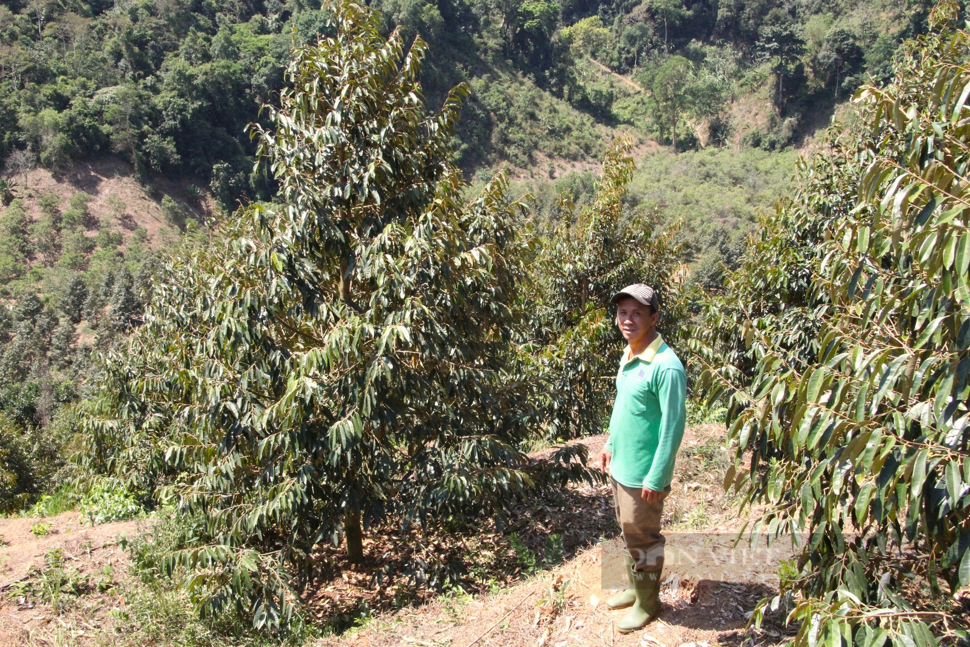  Ở một xã của Ninh Thuận, tưới nước tự động là tưới kiểu gì mà "cây tiền tỷ", vườn trái đặc sản vẫn khỏe?- Ảnh 2.
