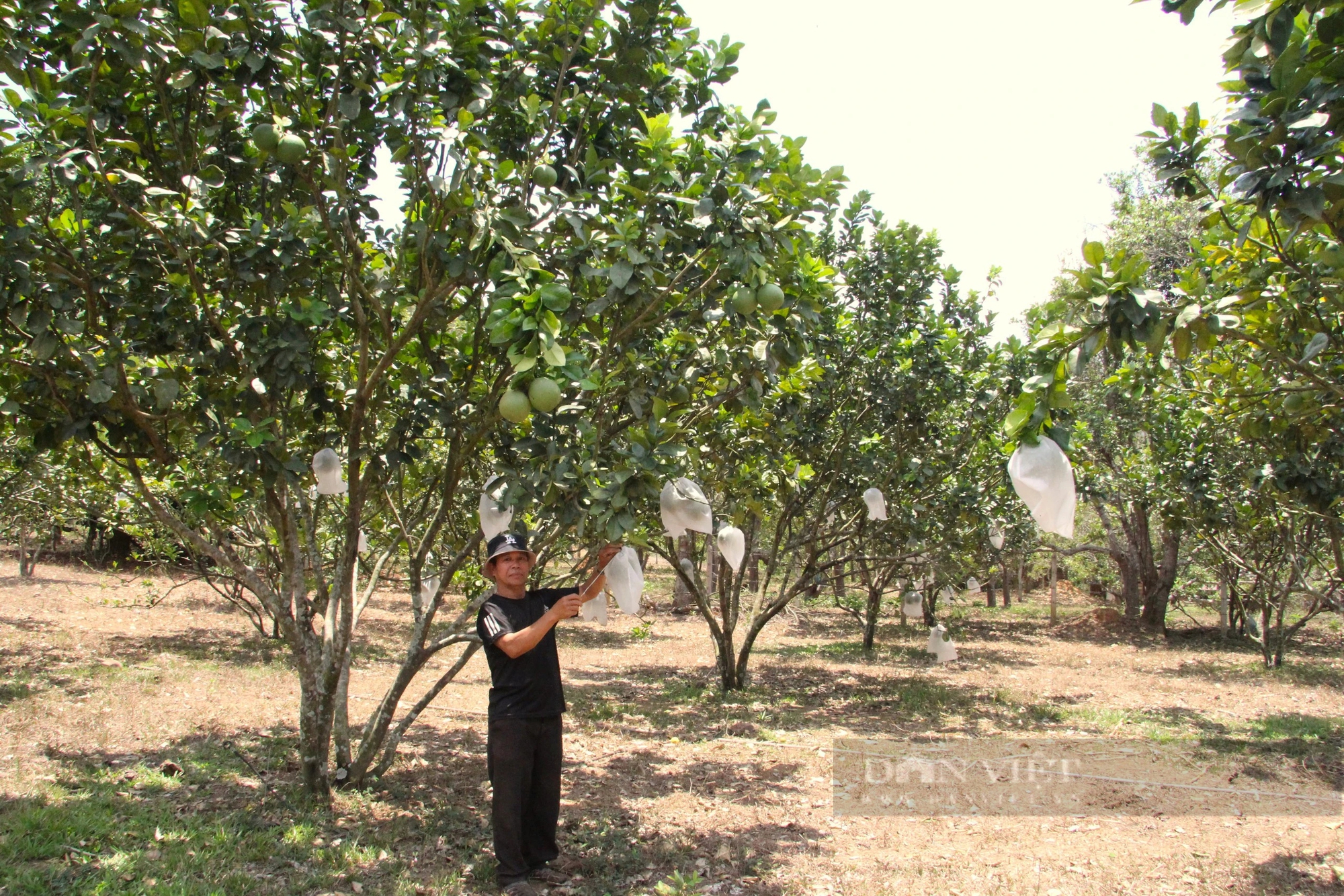  Ở một xã của Ninh Thuận, tưới nước tự động là tưới kiểu gì mà "cây tiền tỷ", vườn trái đặc sản vẫn khỏe?- Ảnh 8.