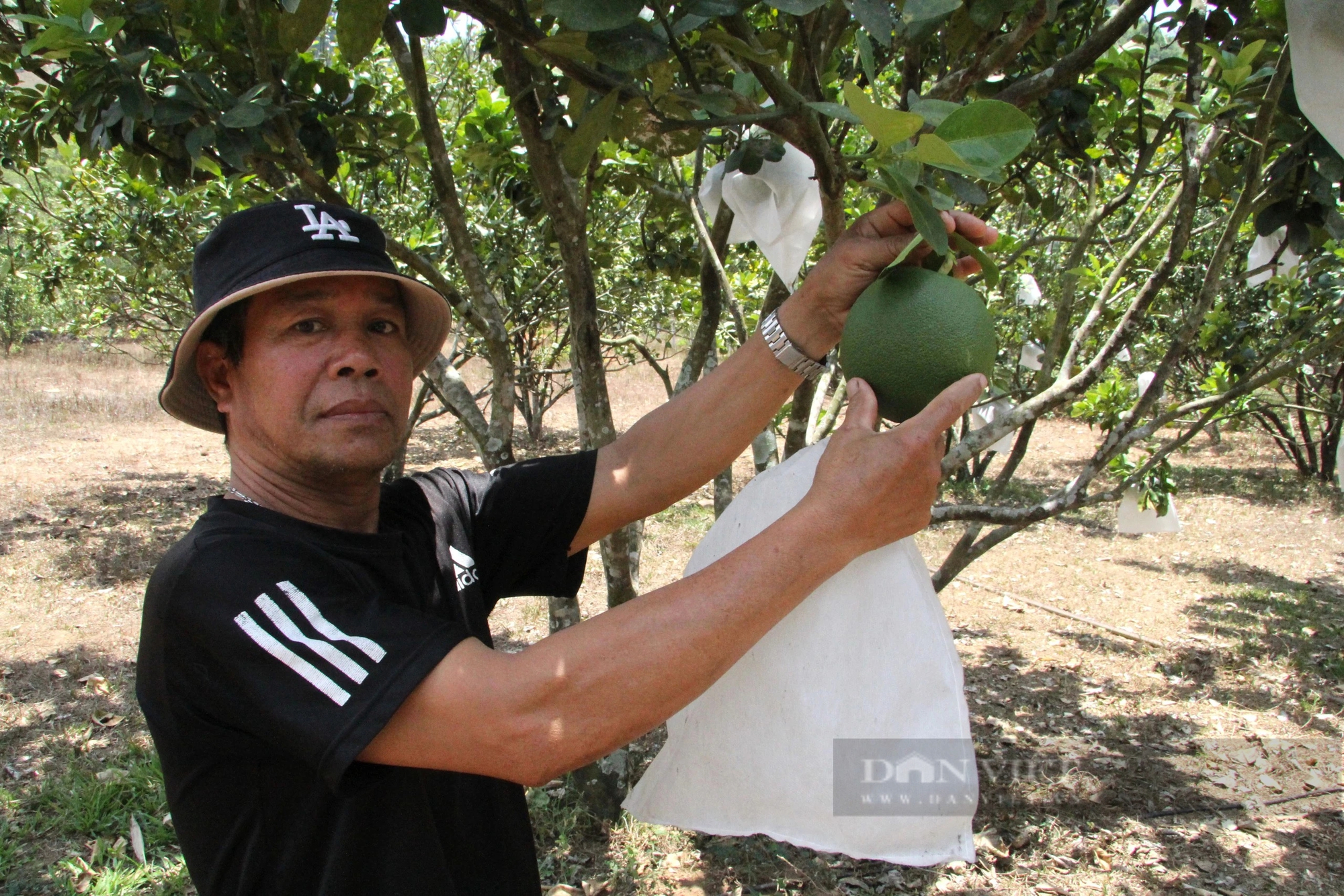  Ở một xã của Ninh Thuận, tưới nước tự động là tưới kiểu gì mà "cây tiền tỷ", vườn trái đặc sản vẫn khỏe?- Ảnh 10.