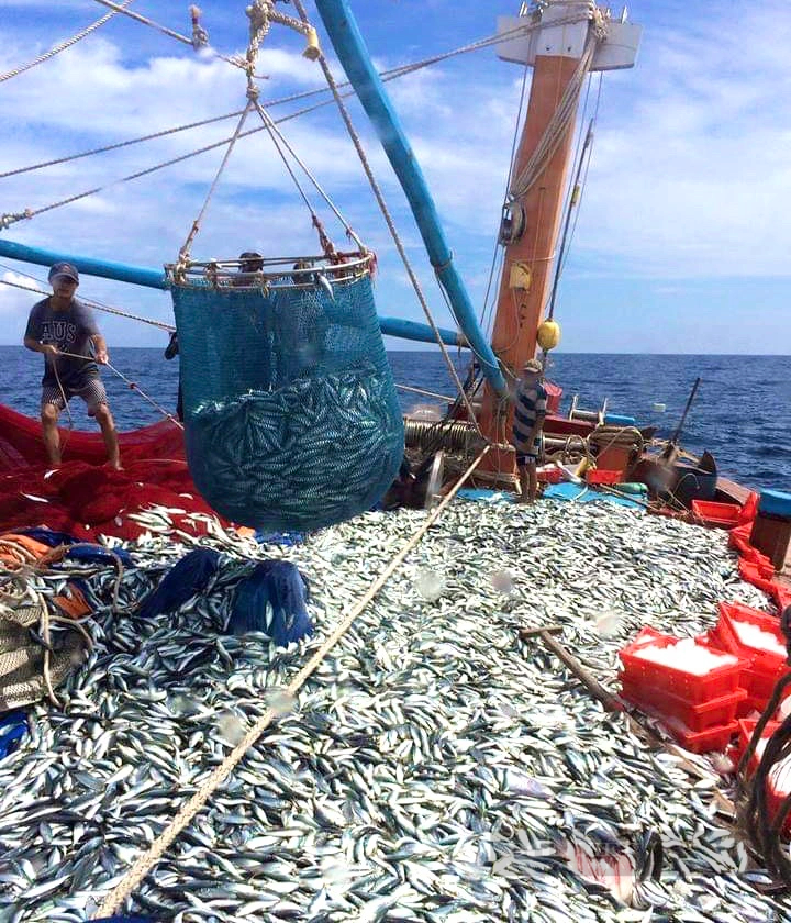 Dân biển Quảng Bình đánh bắt được hơn 17.000 tấn cá, tôm các loại trong 3 tháng đầu năm 2024- Ảnh 2.