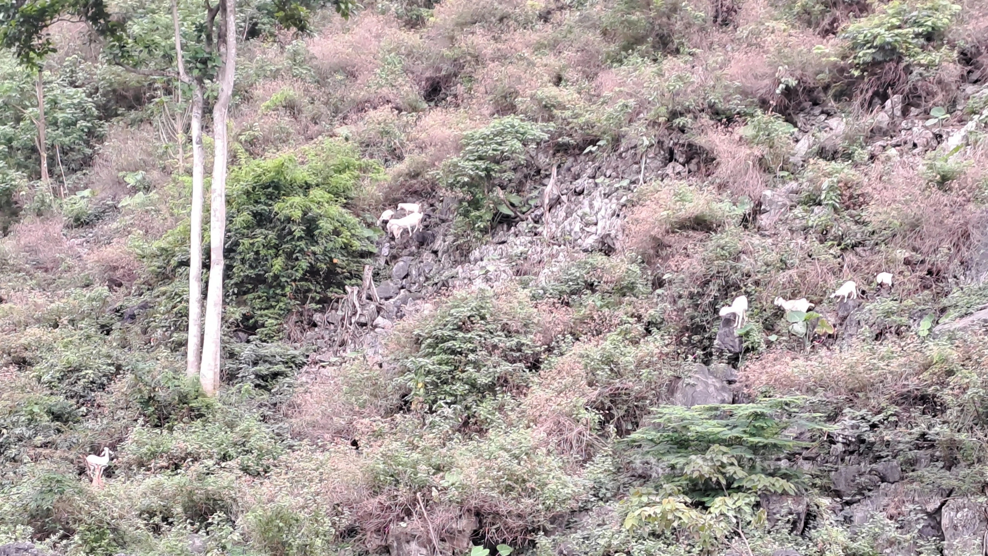 Ngước lên núi đá ở một xã của Thái Nguyên thấy con đặc sản leo từng đàn, nông dân bán đắt hàng- Ảnh 3.