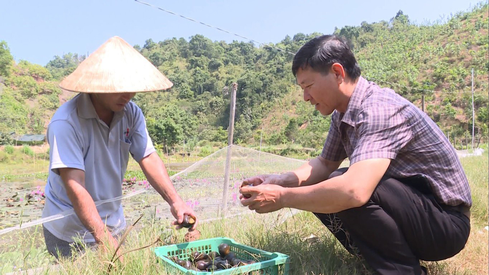 Nuôi trong ao một con đặc sản đẻ cản chả kịp, ăn cả lá già, quả hư, anh nông dân Lâm Đồng bán 70.000 đồng/kg- Ảnh 1.