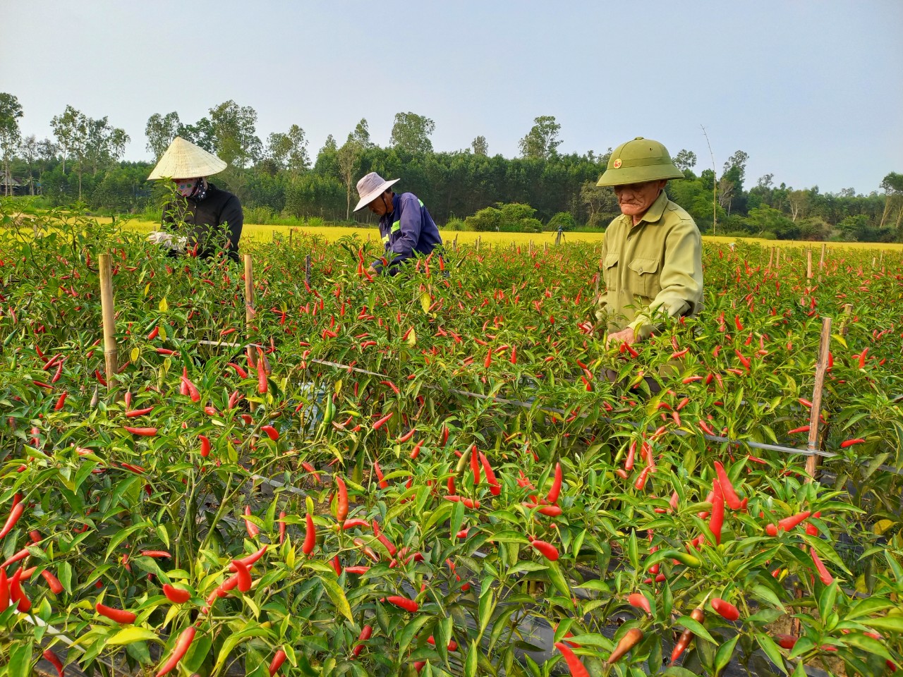 Thuê đất trồng ớt, một cựu chiến binh ở Quảng Nam có thu nhập khá- Ảnh 1.