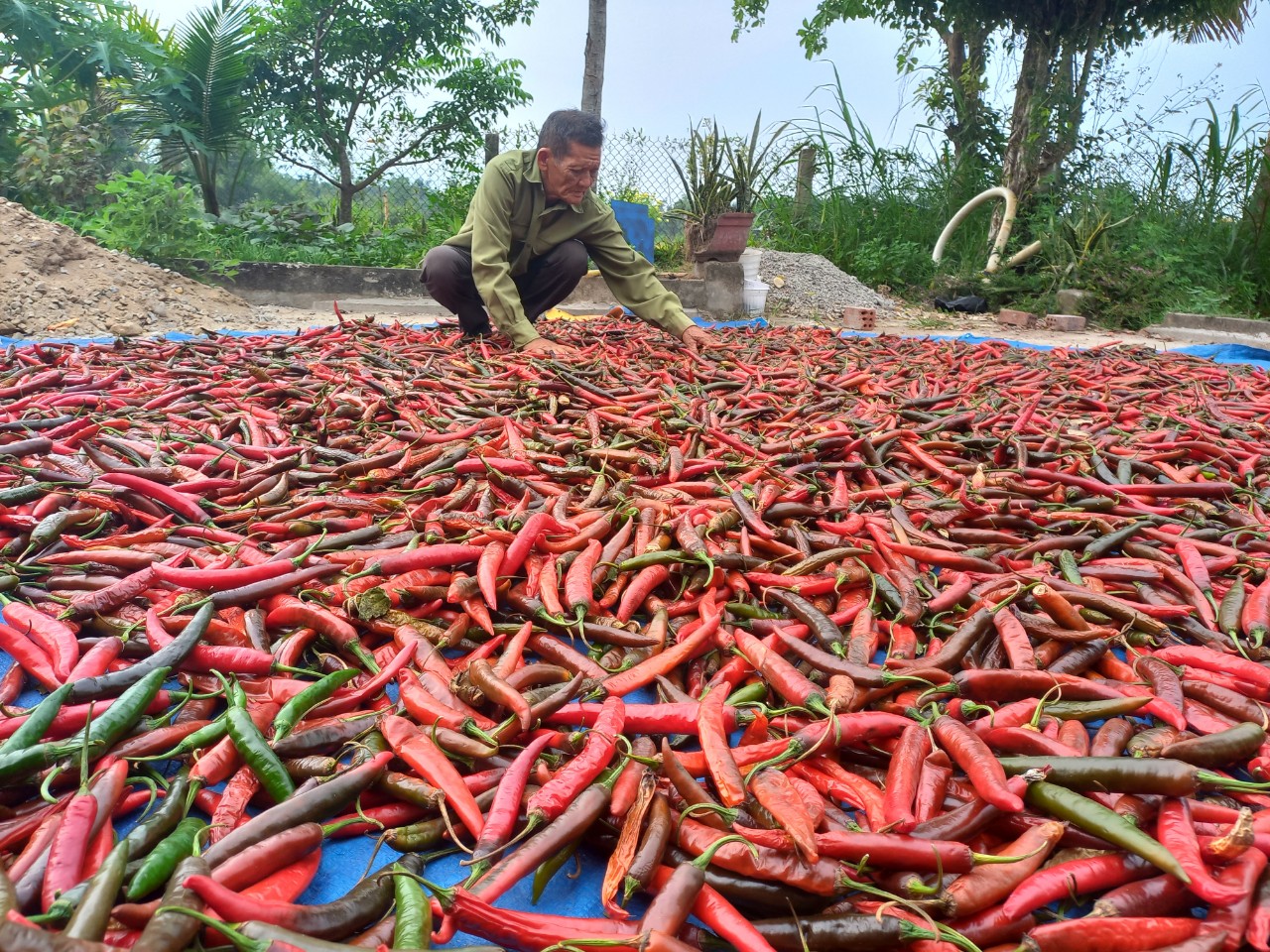 Thuê đất trồng ớt, một cựu chiến binh ở Quảng Nam có thu nhập khá- Ảnh 3.