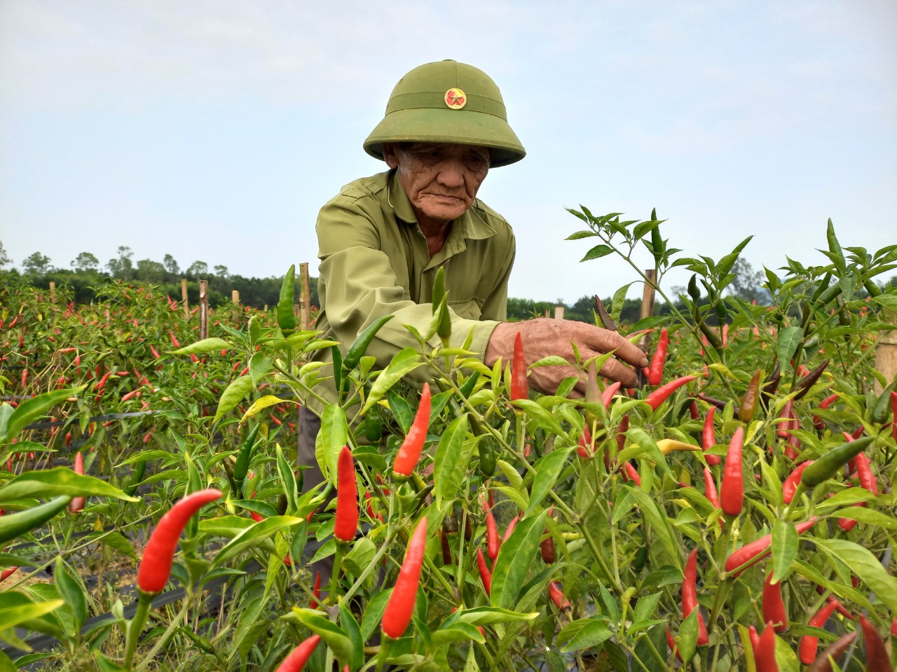 Thuê đất trồng ớt, một cựu chiến binh ở Quảng Nam có thu nhập khá- Ảnh 2.