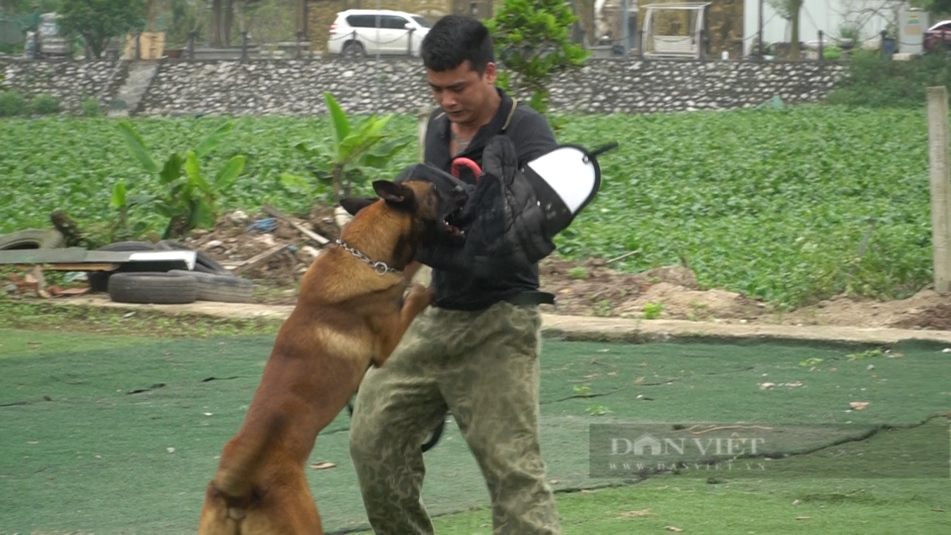 Theo những người huấn luyện chó, bài tập nguy hiểm nhất là bài tấn công tội phạm. Ảnh: Trung Hiếu