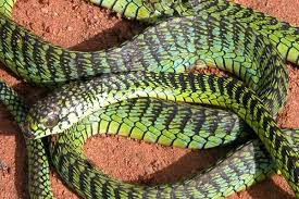 6 loài rắn độc nhất thế giới, loại thứ 2 Việt nam có rất nhiều- Ảnh 4.