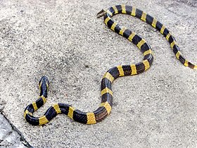 6 loài rắn độc nhất thế giới, loại thứ 2 Việt nam có rất nhiều- Ảnh 5.